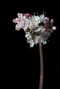 Eriogonium - Buckwheat,